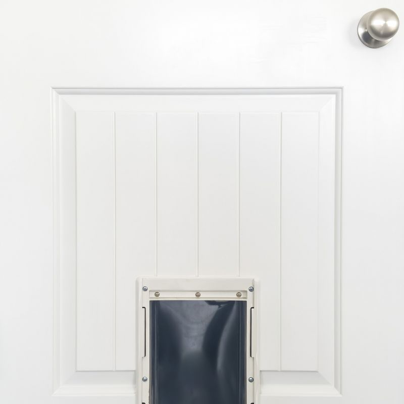 Early in the Pet Training Process